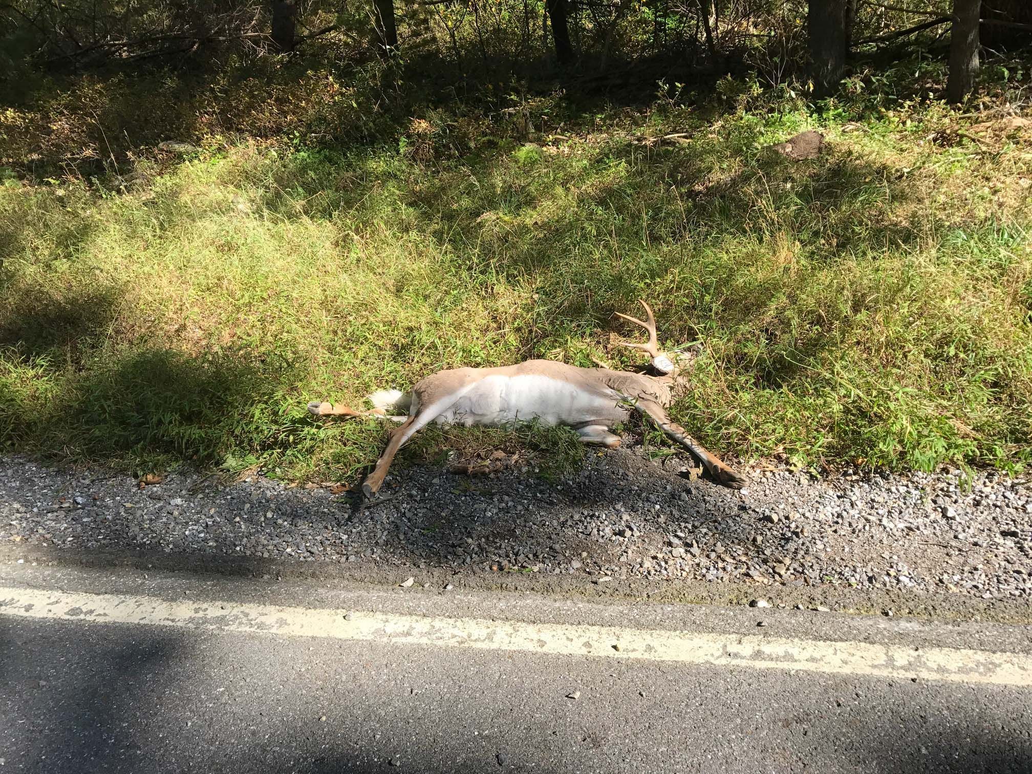 The eight horned buck, RIP